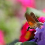Uno sfingide in visita su un balcone fiorito - Foto S. Apicella